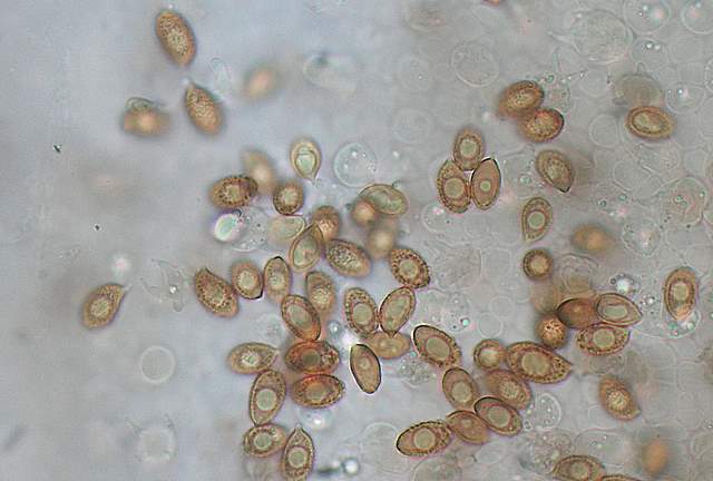 Cortinarius spec. Cod.:2899-07